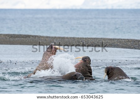 walruses fighting Royalty-Free Stock Photo #653043625