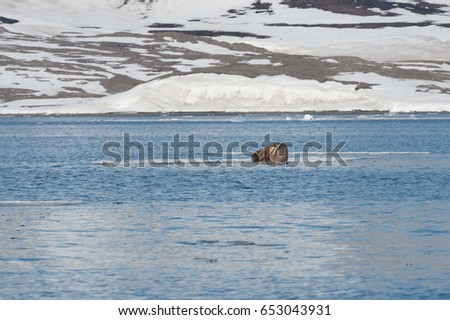 Male walrus floating on ice