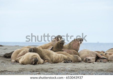 walruses on spitsbergen