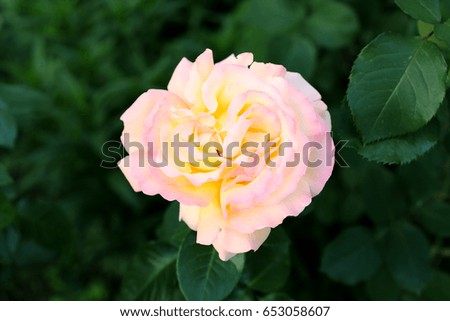  Close-up of yellow rose flower in a garden.