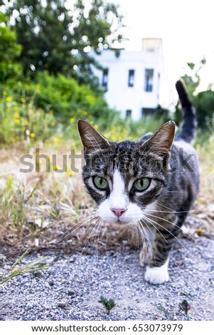 Grey and white cat on grass smoothed background
