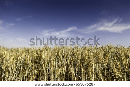Wheat field, detail of a cereal for farming, nature