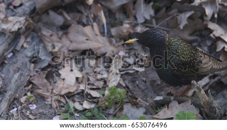 starling bird n ground in spring time, wide photo