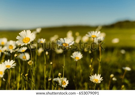 Summer travel inspirational background with chamomile over sunset,copyspace,golden vintage light,view above