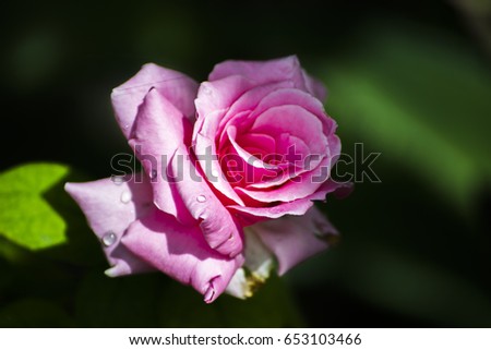 pink rose and water drops