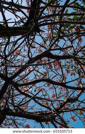 Branches with Green Leaf and Pink Flower in the Sky Blue Background Abstract