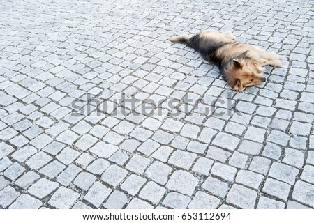 Tired dog lying on cobblestones relaxing