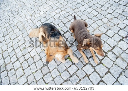 Brother and sister dogs lying on cobblestones curiously observing their environment