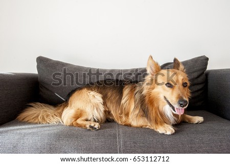 Relaxed dog lying on couch watching owner