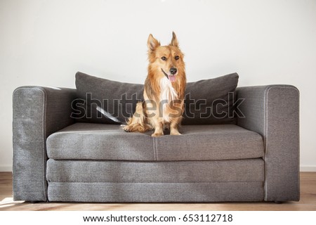 Relaxed dog sitting diligently on couch listening to the owner