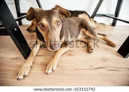 Relaxed and curious dog lying under office table and watching owner