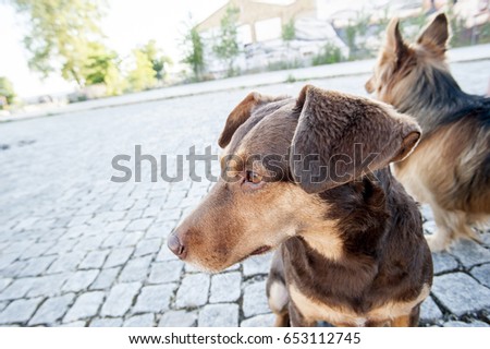 Brother and sister dogs lying on cobblestones watching into the distance