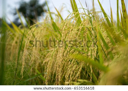 Rice fields and ear of paddy Royalty-Free Stock Photo #653116618
