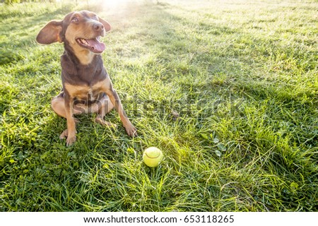 Passionate and joyful and enthusiastic dog  waiting for owner to throw ball