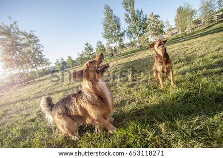 2 passionate, joyful and enthusiastic dog  gazing into the horizon looking for the ball