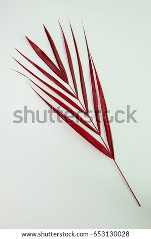 Ornamental palm leaves for decorative and display purpose/ Colorized Tropical Palm Leaves / Ideal for florist,event promotions,wedding and exhibition
