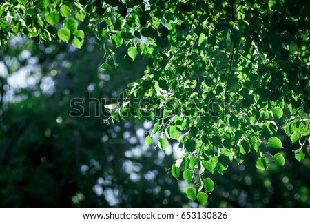 Green leaves background with very nice light in the background. Ideal for design with space for text. Natural texture