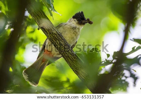 Image of bird on a branch on nature background. Animal. (Perched Red-vented Bulbul Pycnonotus cafer)