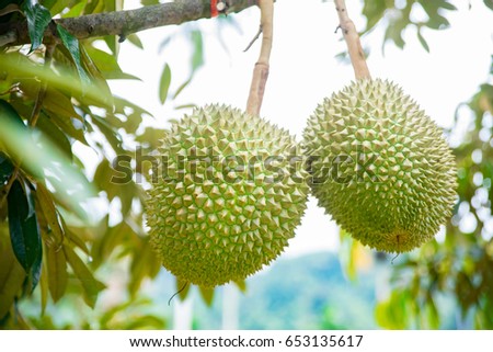 Durian tree, Fresh durian fruit on tree ,Durians are the king of fruits