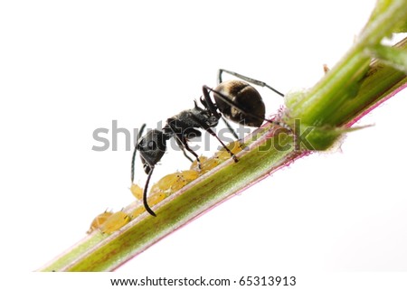 insect ant and aphid isolated on white