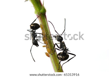 insect ant and aphid isolated on white