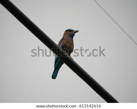 Indian roller bird perched on roadside power cable 