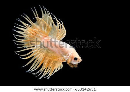 Capture the moving moment of yellow siamese fighting fish isolated on black background. Dumbo betta fish
