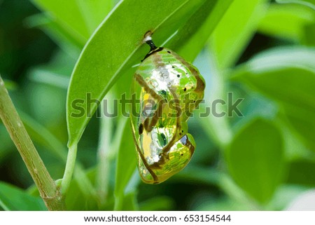Chrysalis butterfly has a mirror surface, Thailand.