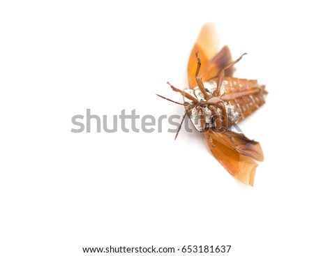 upside down bed bug with wings opened on white background