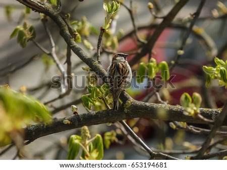 A sparrow bird perched on a branch of a chestnut tree. Sits and stares.