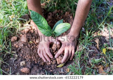 Afforest for make a green forest Royalty-Free Stock Photo #653222179