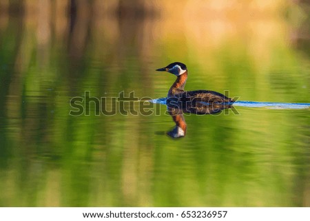 Swimming red necked grebe. Colorful water background. 
Red necked Grebe Podiceps grisegena