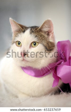cat with a bow at the neck
