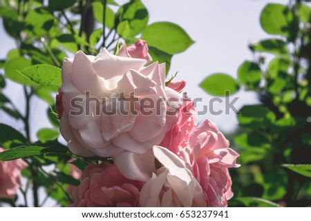 Pink rose. Beautiful close up or macro to flower