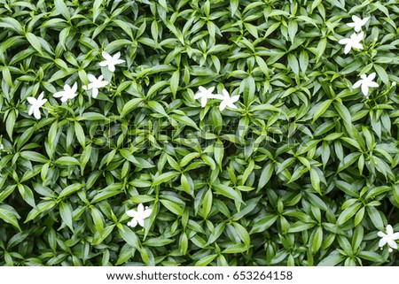 Green shrubs