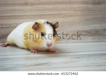 Guinea pig on wooden board.
