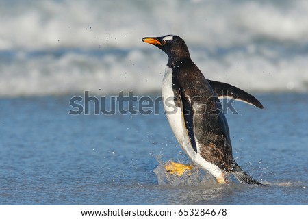 Gentoo penguin with dark blue sea, Falkland Islands. Wildlife scene from wild nature. White beach with wave and bird. Penguin running in to the blue water. Funny image from nature.