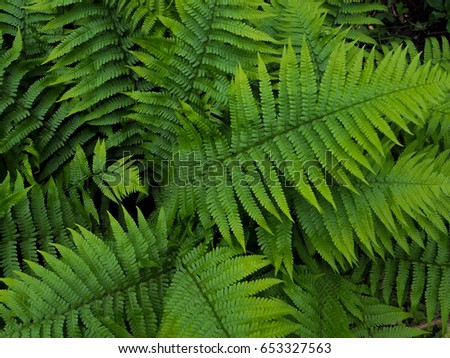 Creative layout made of green leaves. fern, bracken, Flat lay. Nature background