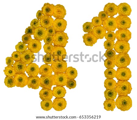 Arabic numeral 41, forty one, from yellow flowers of buttercup, isolated on white background