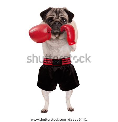cool standing pug dog boxer punching with red leather boxing gloves and shorts, isolated on white background