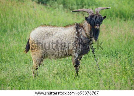 Stylish goat with bang and beard on background of green meadow. Could be used as livejournal Goat Frank concept