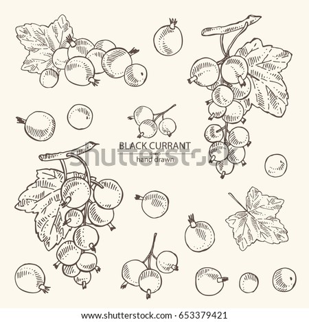 Collection of branch of black currant: black currant berries and leaves. Vector hand drawn illustration Royalty-Free Stock Photo #653379421