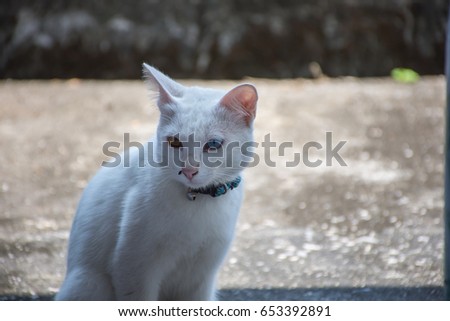 Activity the white cat with two color eyes. Horizontal picture,Cat with 2 different-colored eyes, Pure Rare White Cat with odd eyes and pink nose