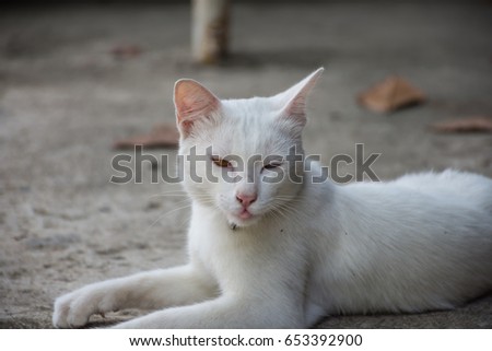 Activity the white cat with two color eyes. Horizontal picture