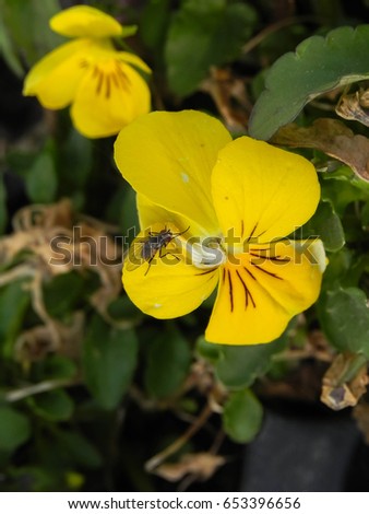 Fly on yellow pansy, Viola pedunculata