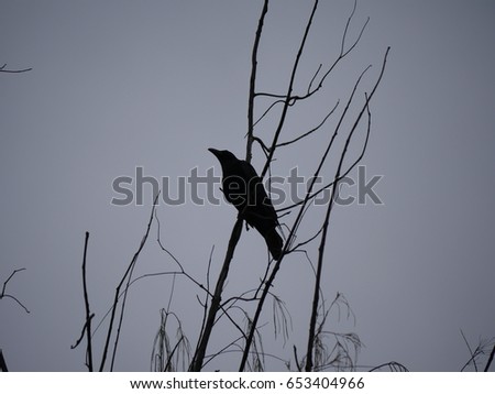 big crow perched on tree branch silhouette
