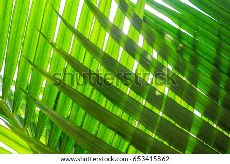 Light and shadow of tropical palm leaf, Green striped from nature background