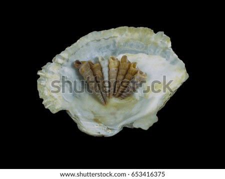 Sea snails over a oyster shell. Group of sea snails with different colors and sizes. Picture was taken in a lightbox with black background.