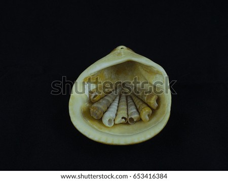 Sea snails over clam shell with black background. The picture was taken in a lightbox