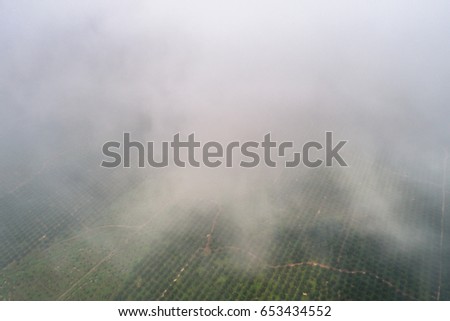 Aerial view of palm oil field covered with clouds